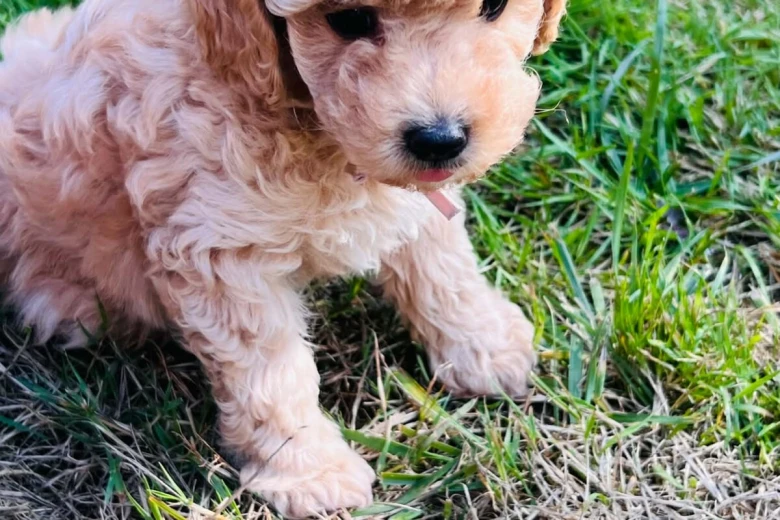 Maltipoo