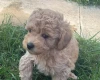 Maltipoo