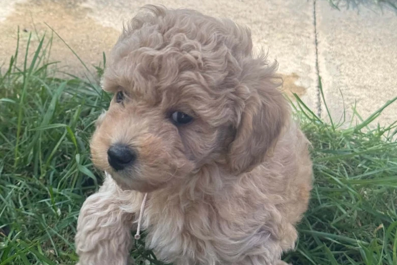 Maltipoo