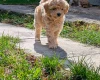 Maltipoo