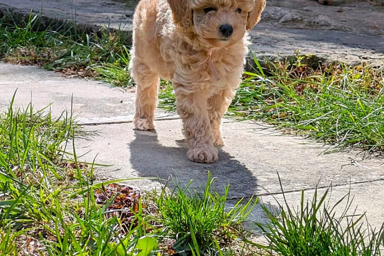 Maltipoo