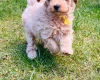 Maltipoo