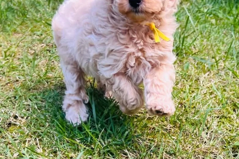 Maltipoo