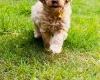 Maltipoo