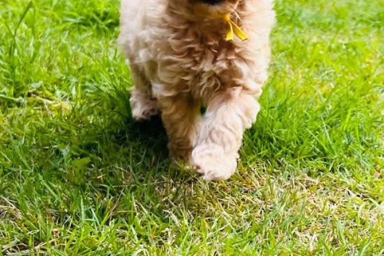 Maltipoo