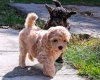 Maltipoo