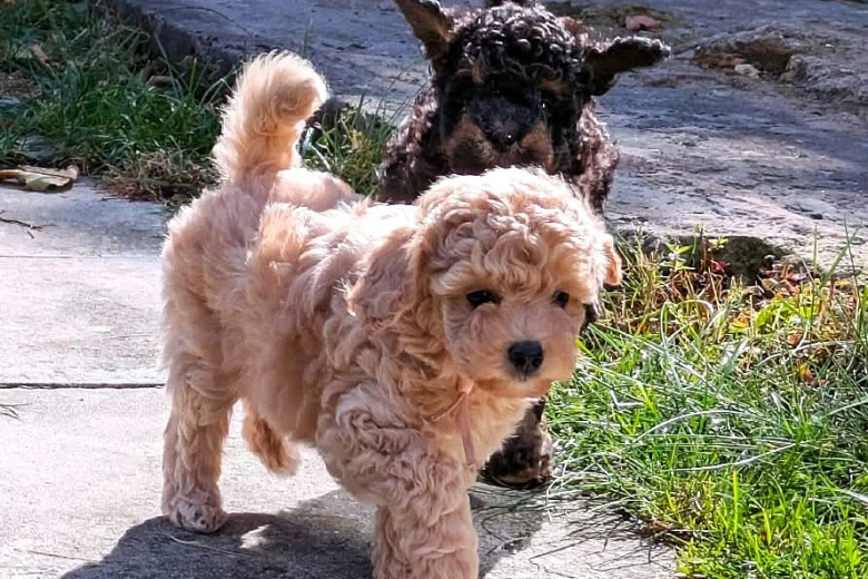 Maltipoo