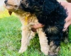 Maltipoo