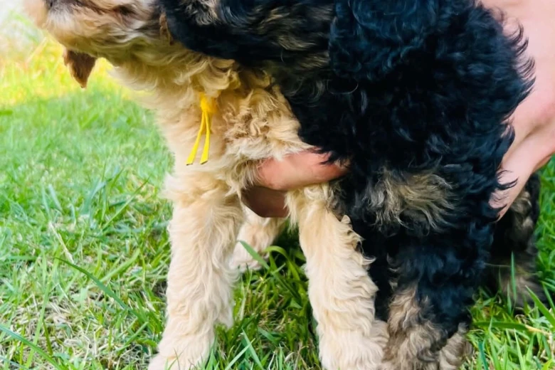 Maltipoo