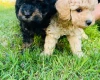 Maltipoo