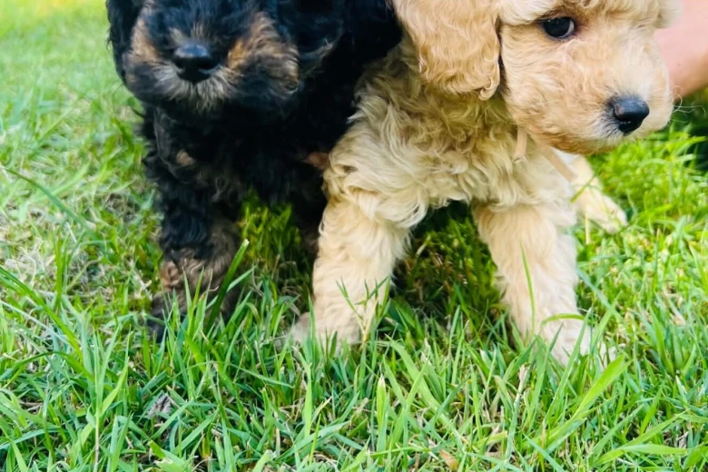Maltipoo