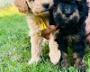 Maltipoo