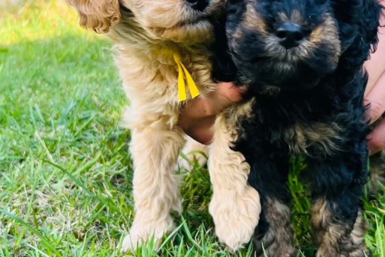 Maltipoo