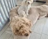 Maltipoo
