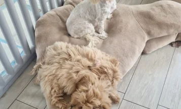 Maltipoo