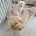 Maltipoo