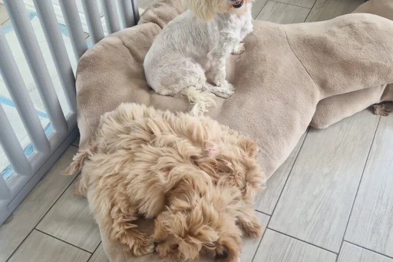 Maltipoo