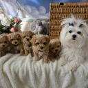 Maltipoo