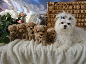 Maltipoo