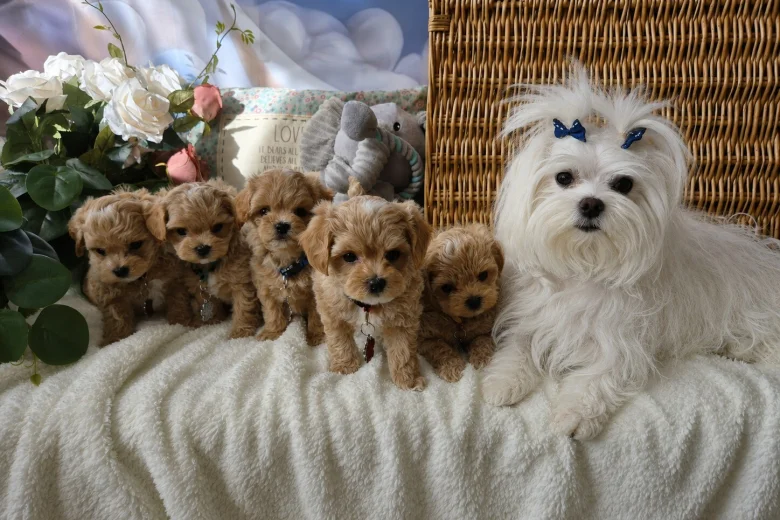 Maltipoo