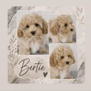 Maltipoo