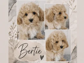 Maltipoo