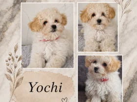 Maltipoo