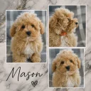 Maltipoo