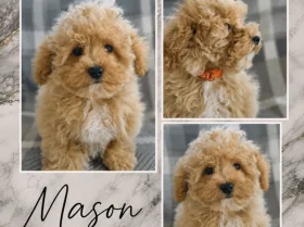 Maltipoo