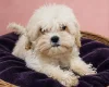 Maltipoo