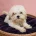Maltipoo