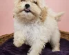 Maltipoo