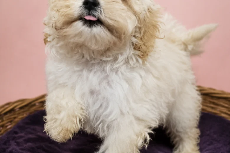 Maltipoo
