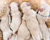 Maltipoo