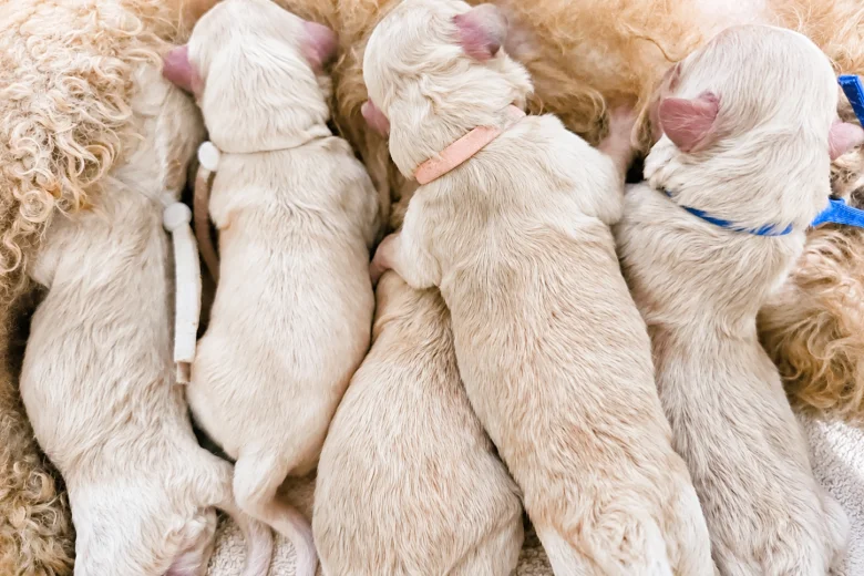 Maltipoo