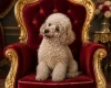 Maltipoo