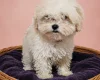 Maltipoo