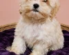 Maltipoo