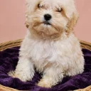 Maltipoo