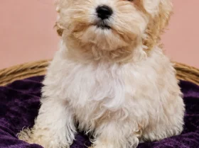 Maltipoo