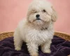 Maltipoo