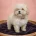 Maltipoo