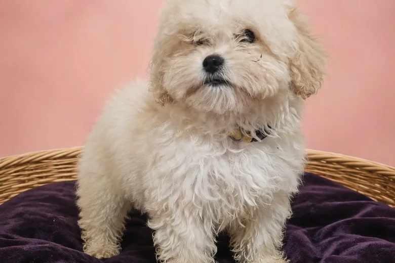 Maltipoo