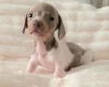 Dachshund (Miniature Smooth Haired)