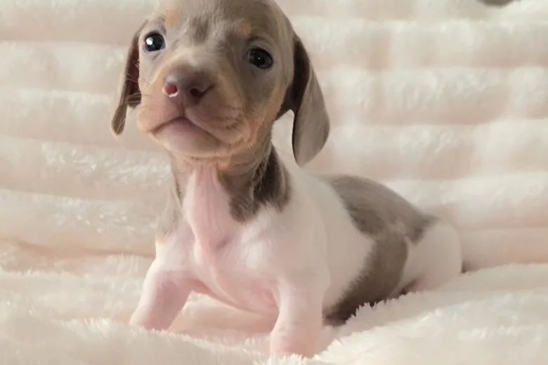 Dachshund (Miniature Smooth Haired)