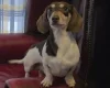 Dachshund (Miniature Smooth Haired)