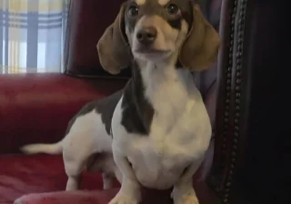 Stud