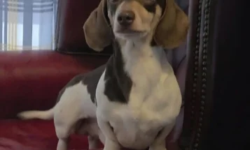 Dachshund (Miniature Smooth Haired)
