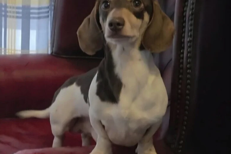 Dachshund (Miniature Smooth Haired)