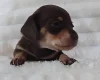 Dachshund (Miniature Smooth Haired)